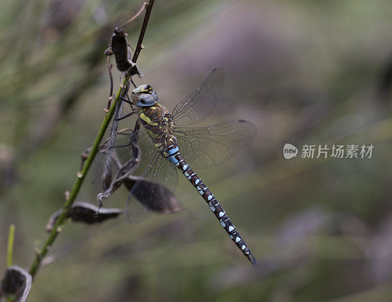 流动小贩蜻蜓。Aeshna mixta